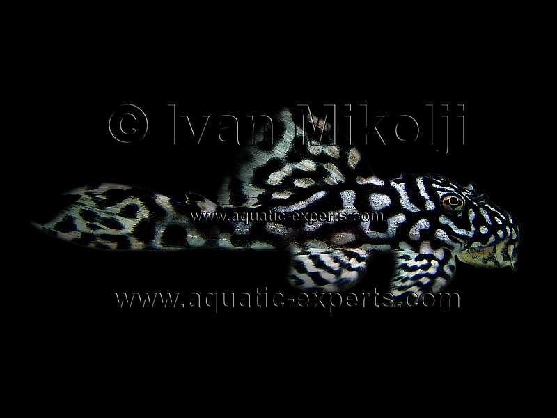 Leporacanthicus